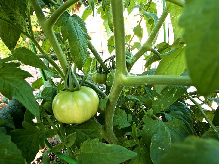 When to Plant Tomatoes in Louisiana