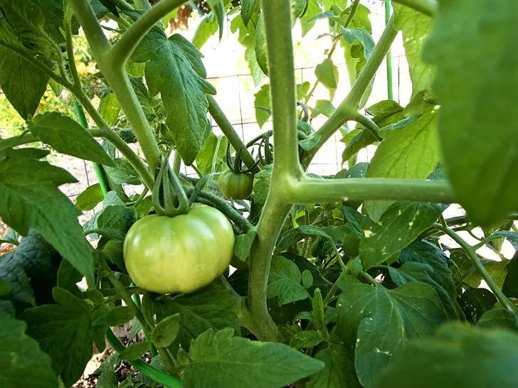 When to Plant Tomatoes in Louisiana
