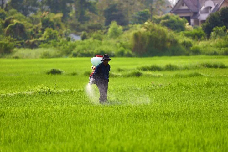 When to Water After Pre Emergent 1