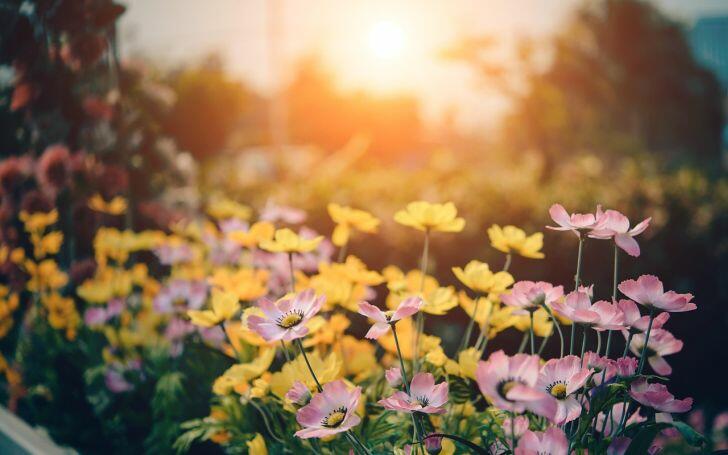 Best Flowers for Vegetable Gardens