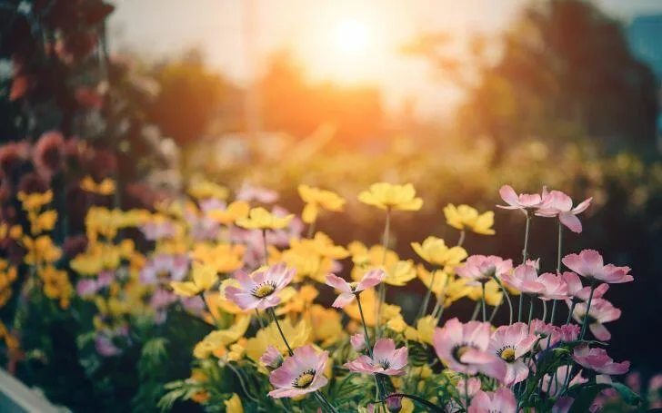 Best Flowers for Vegetable Gardens