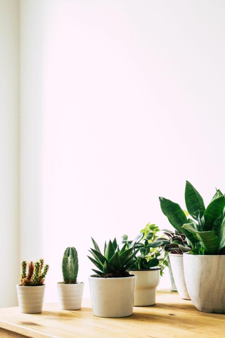 How Big Do Succulents Get 1