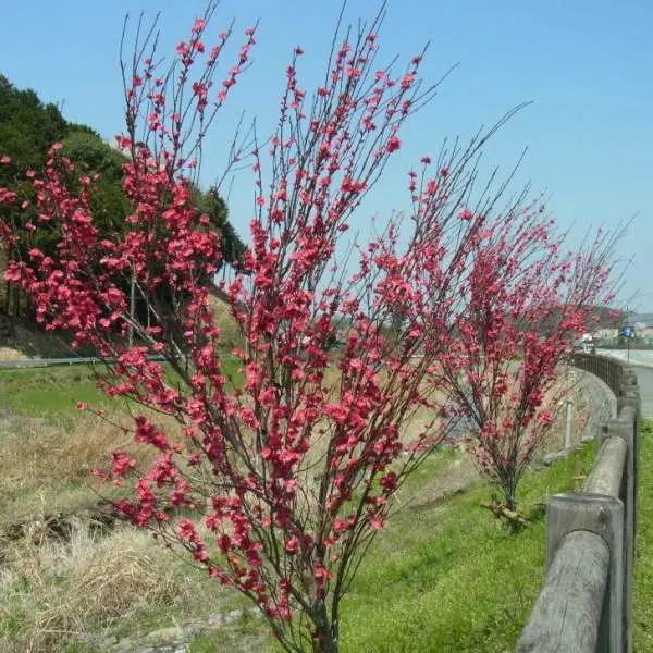 When Do Peach Trees Bloom