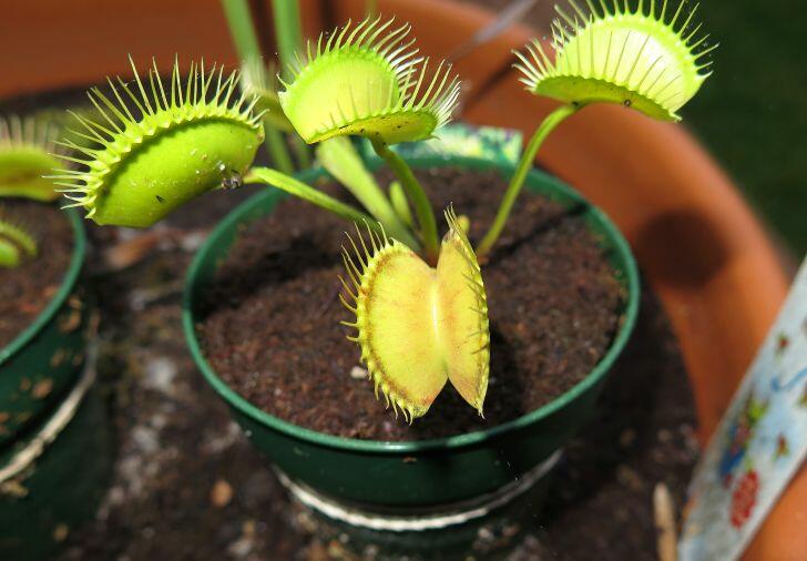 Are Venus Fly Traps Poisonous to Cats