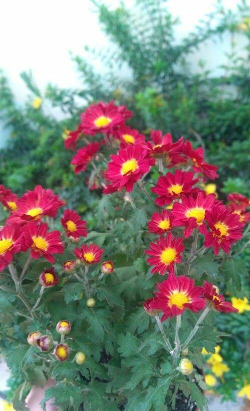 Chrysanthemum plant wilting why are my mums wilting