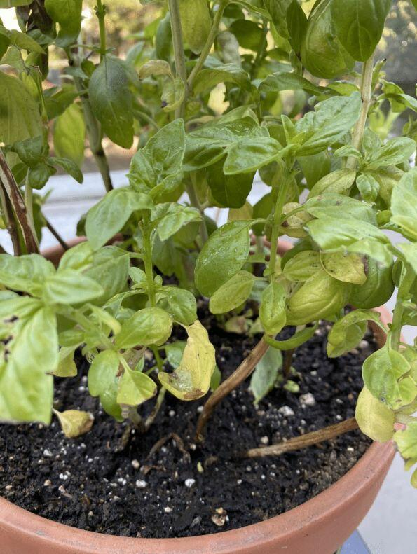 Small basil leaves why are my basil leaves so small