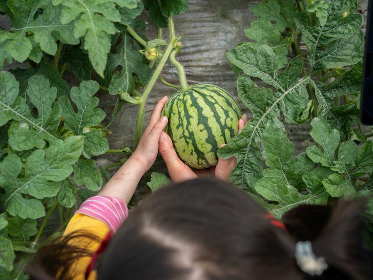 When to pick watermelon sugar baby