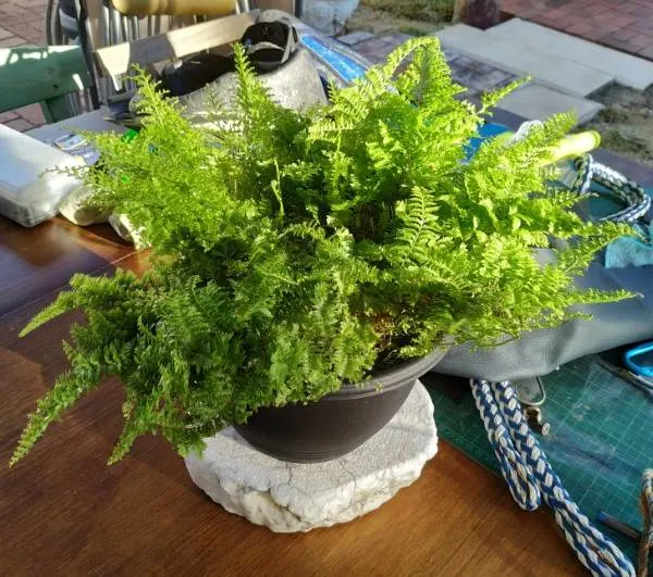 Cotton Candy Fern