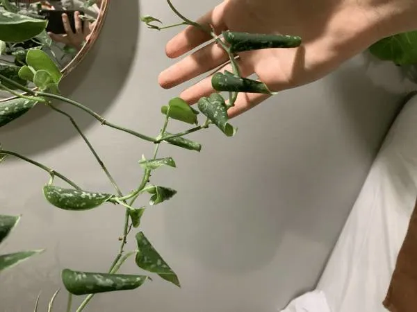 Why Are My Pothos Leaves Curling