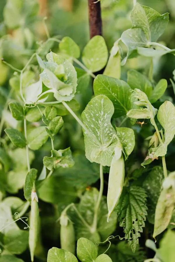 Companion plants for peas