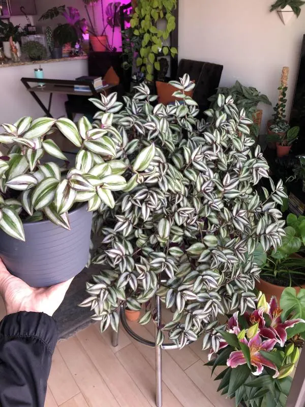 How to Make Wandering Jew Bushy