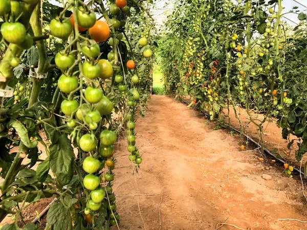 Tomato Plant Growth Stages