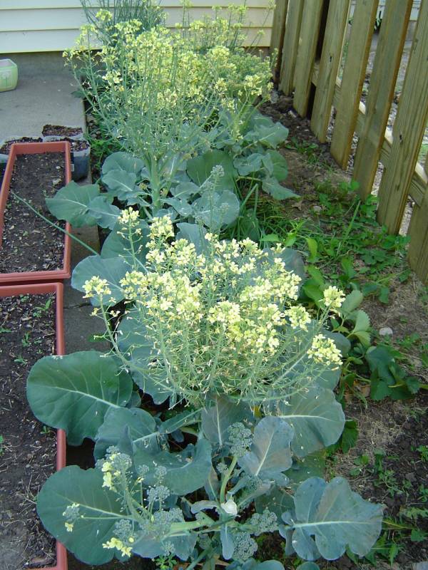 Broccoli Plant Growing Stages