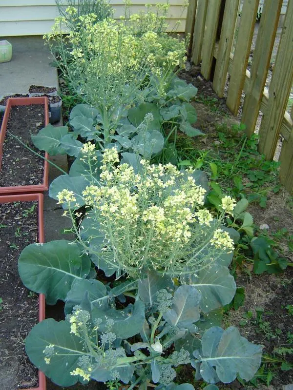 Broccoli Plant Growing Stages