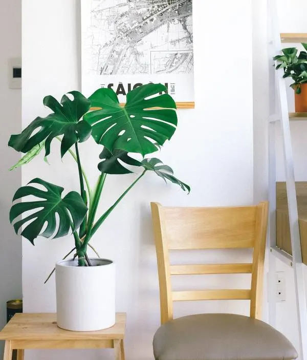 Monstera Growth Stages