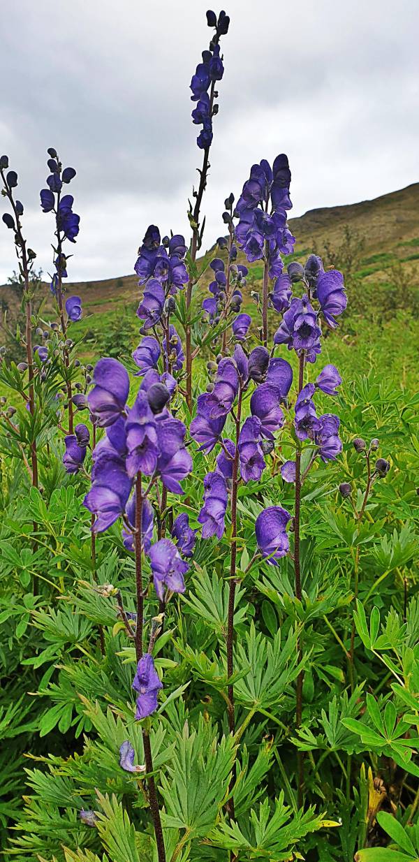 Is Wolfsbane Legal
