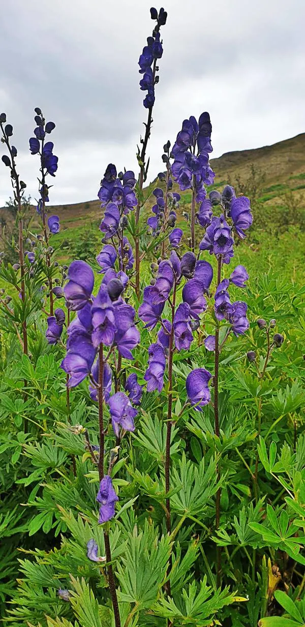 Is Wolfsbane Legal