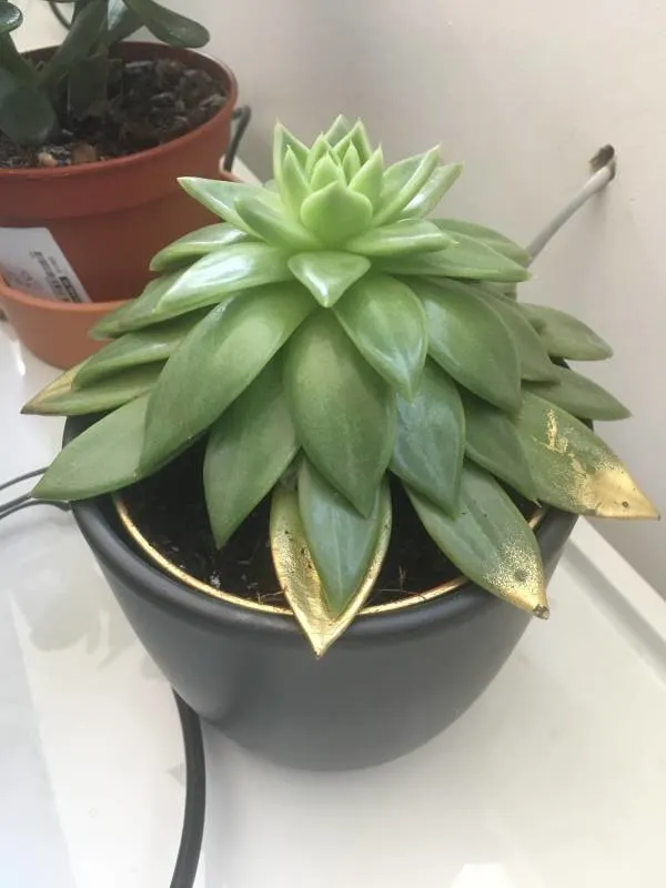 Why Are My Succulent Leaves Pointing Down