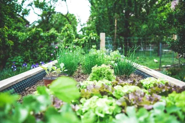 comprehensive guide planting vegetable garden
