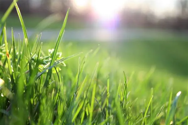 Is Grass a Vegetable