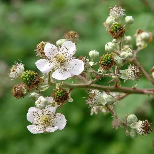When Do Blackberries Bloom