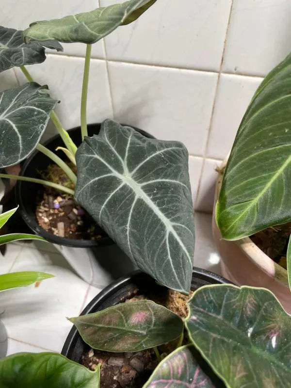 Alocasia Black Velvet Leaves Curling