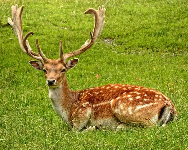 Do Deer Eat Celosia