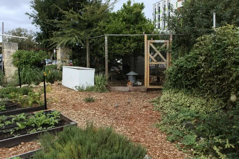 Combined Coop and Garden Beds Chicken Coop and Garden Layout