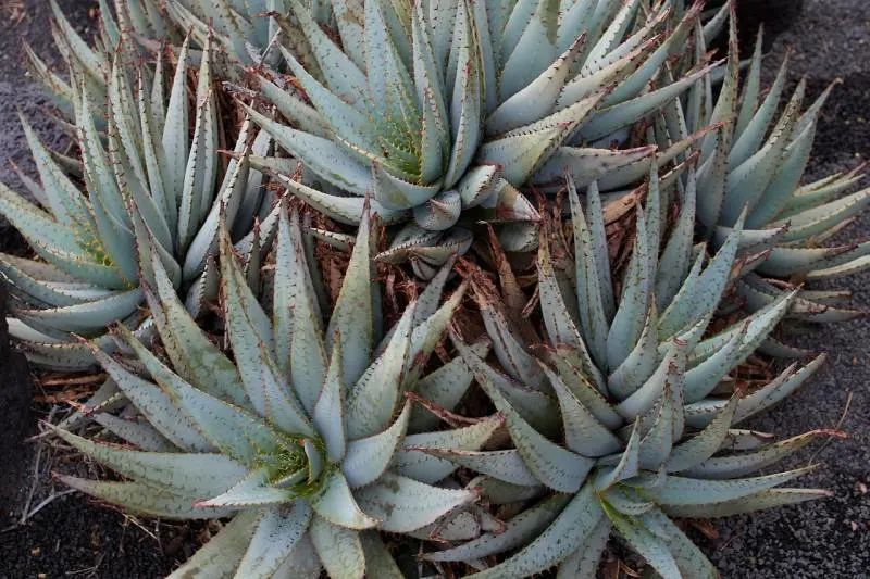Aloe Full Sun Drought Tolerant Plants