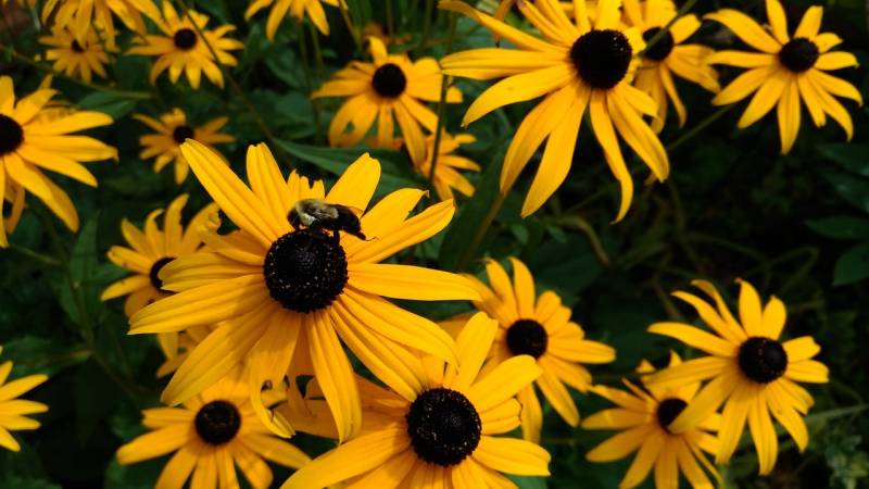 Black eyed Susan Full Sun Drought Tolerant Plants