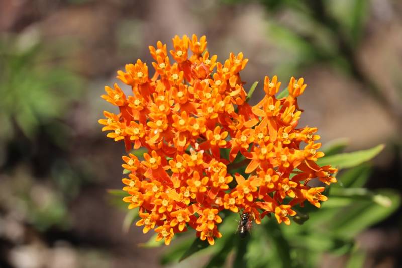 Butterfly Weed Full Sun Drought Tolerant Plants
