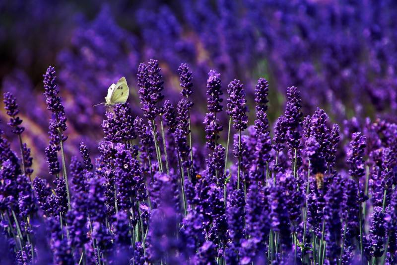 Lavender Full Sun Drought Tolerant Plants