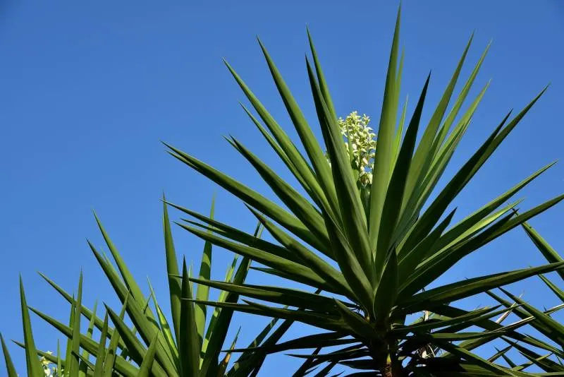 Yucca Full Sun Drought Tolerant Plants