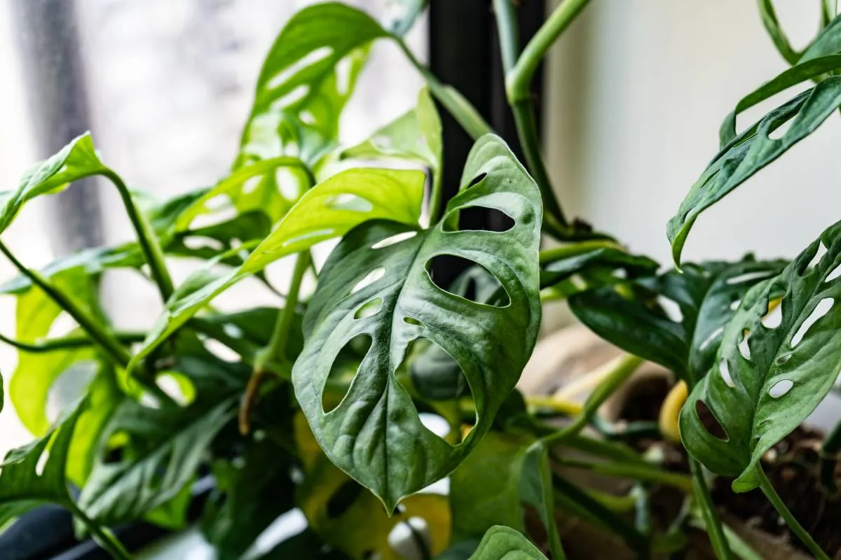Monstera Obliqua